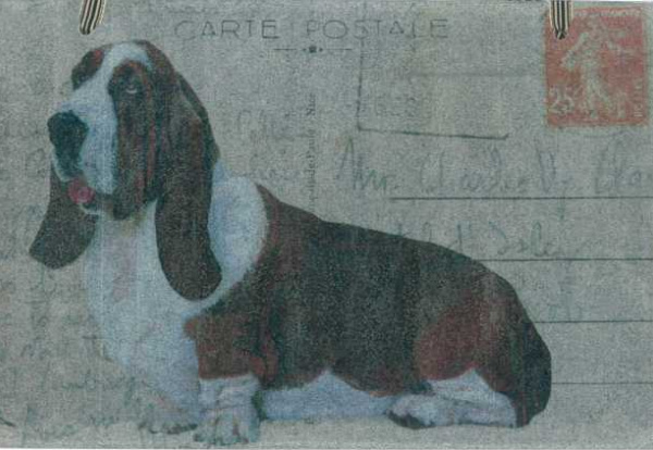Basset Hound